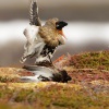 Jespak bojovny - Philomachus pugnax - Ruff 4230